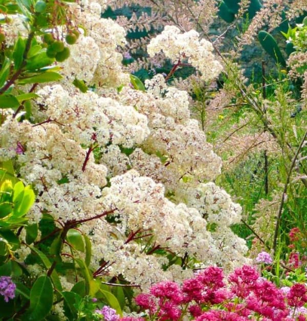 Viburnum lucidum