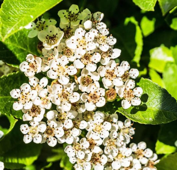 Viburnum tinus