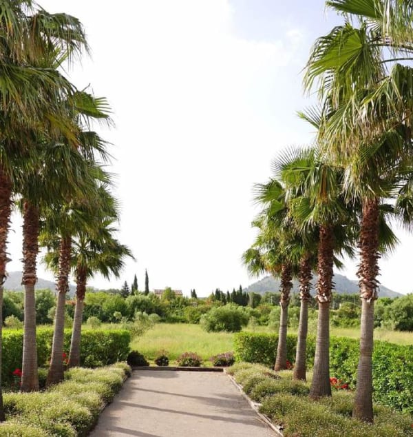 Washingtonia robusta