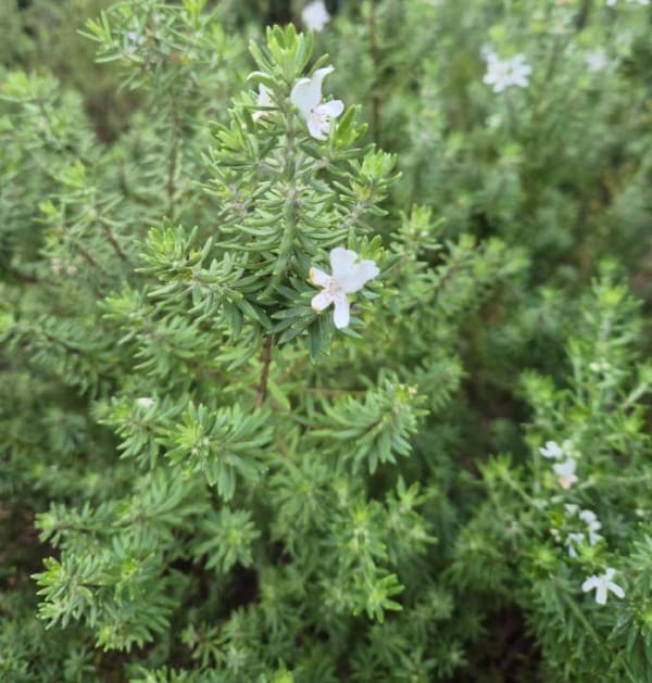 Westringia longifolia