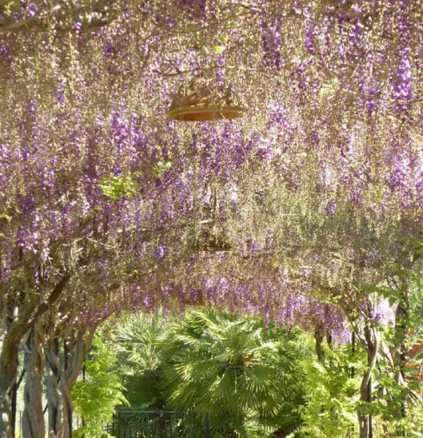 Wisteria sinensis