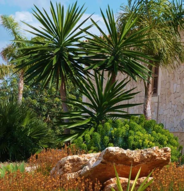 Yucca gloriosa