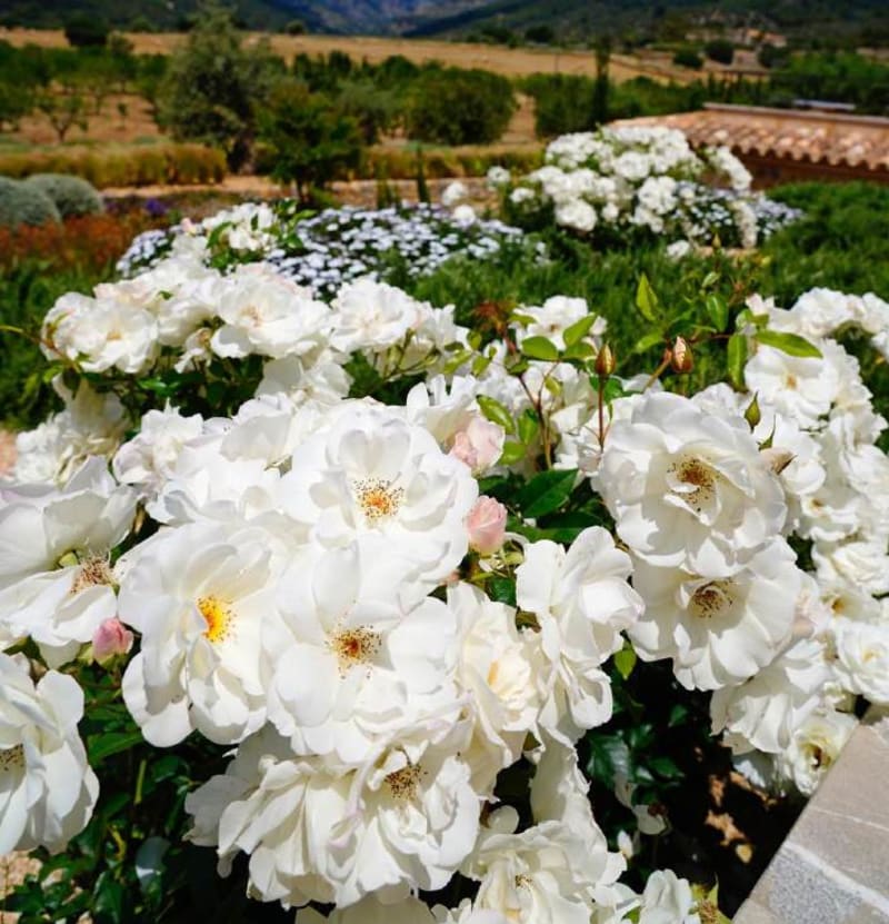Rosa 'KORbin’