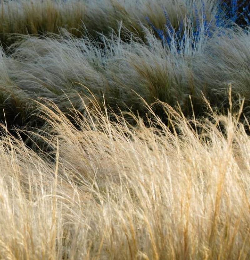 Stipa tenuissima