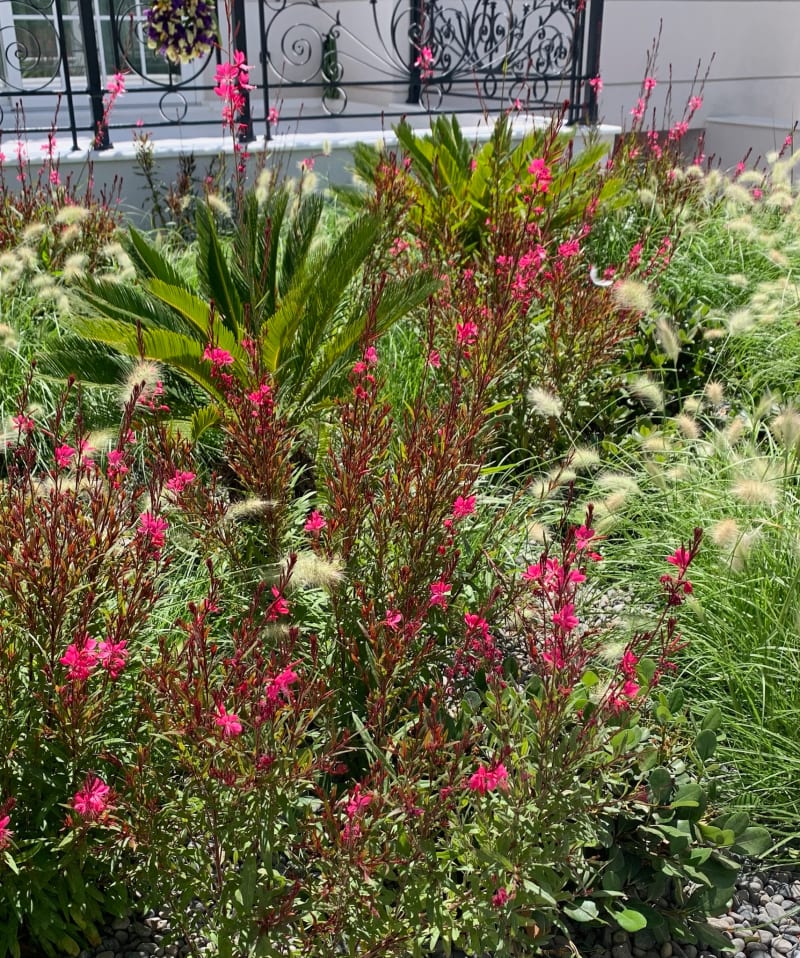 Giardino d'autore di una residenza privata ad Atene — un progetto dello studio di progettazione paesaggistica Gardeniana