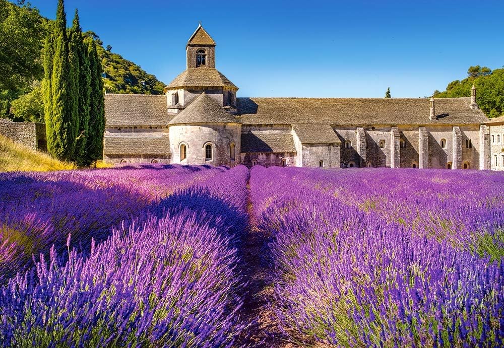 Castorland Lavender Field