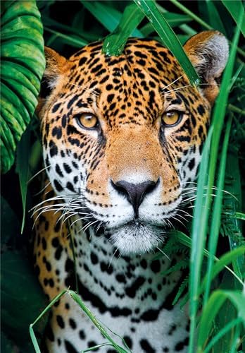 Vue 2 de Compact Pieces Jaguar In