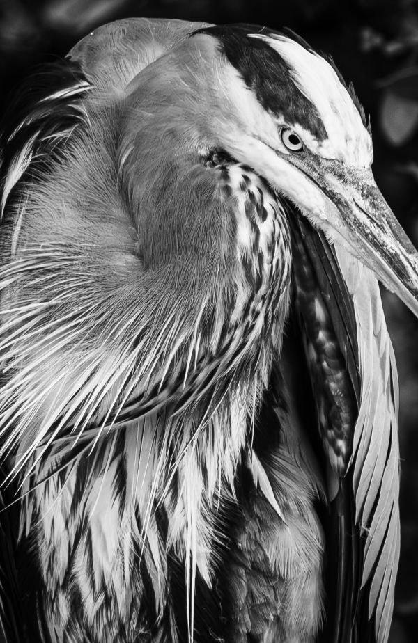 Great Blue Heron Portrait in Black and White