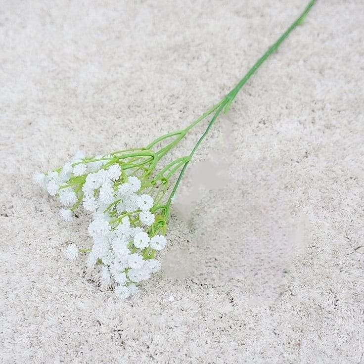 Babys breath