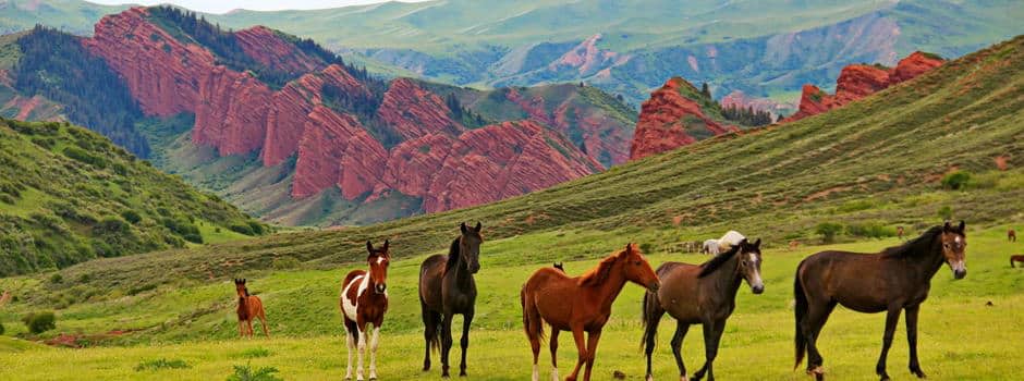 Частный 8-дневный приключенческий тур по Казахстану и Кыргызстану Tour route with scenic nature in Kazakhstan