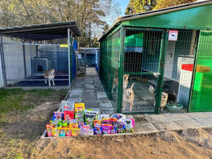 Школьники Рузской школы объединили усилия для помощи бездомным животным