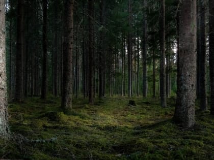 Скоро в лесах Подмосковья появится кое-что необычное — не смейте это трогать