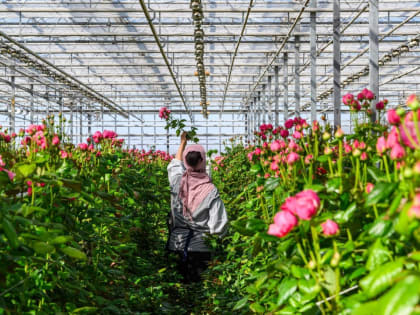 Тепличному хозяйству в Дмитрове могут продлить льготное кредитование