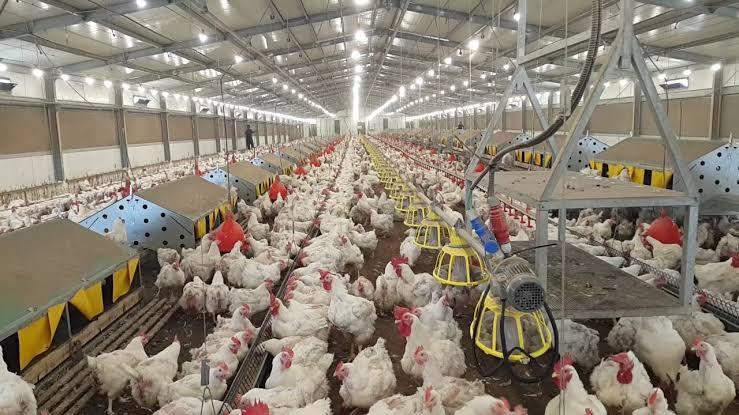 Discover 6 Largest Poultry Farms In Nigeria: An Overview