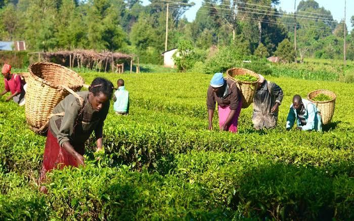 The Future Of Agriculture In Nigeria: Trends And Opportunities