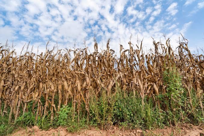 Understanding Weeds: The Unwanted Plants In Agriculture