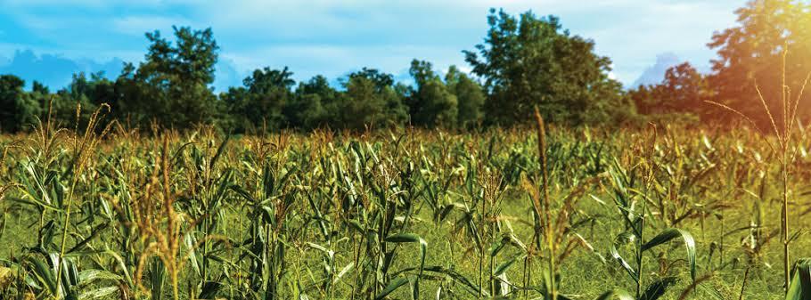 What Are Weeds? A Guide For Farmers And Gardeners