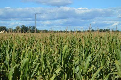 The Difference Between Weeds And Crops: Understanding The Distribution