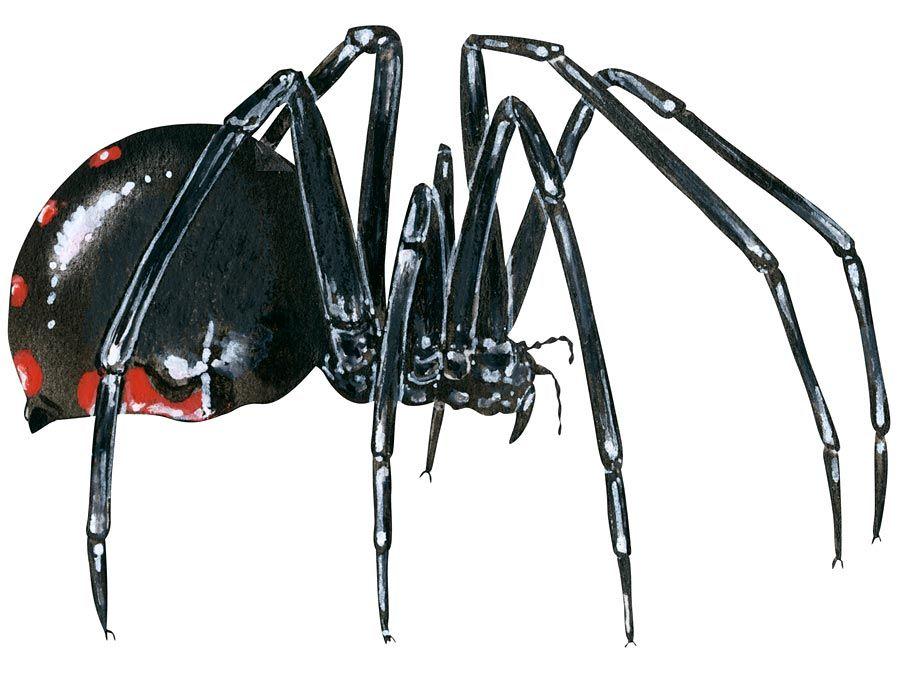 7 Most Venomous Spiders In Africa: A List Of The Deadliest Species On The Continent