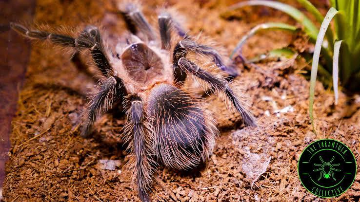 Spiders That Can Kill: The World's Most Venomous Spiders