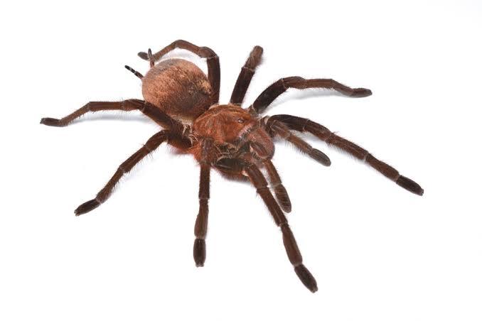 7 Most Venomous Spiders In Nigeria: A List Of The Deadliest Species In The Country