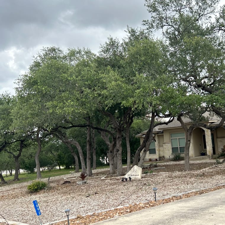 Tree work by Lifelawn Tree Service in the Texas Hill Country