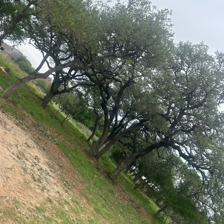 Lifelawn Tree Service — Comal County job photo