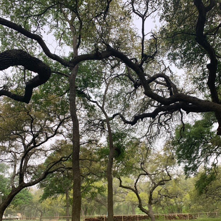 Lifelawn Tree Service crew photo, New Braunfels, Texas