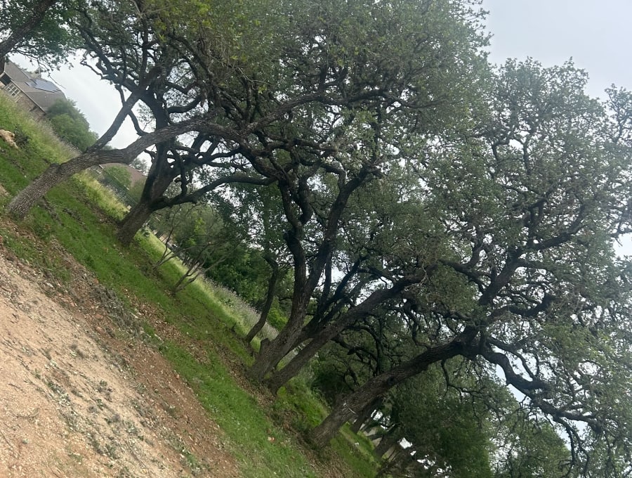 Lifelawn Tree Service — work in the New Braunfels area