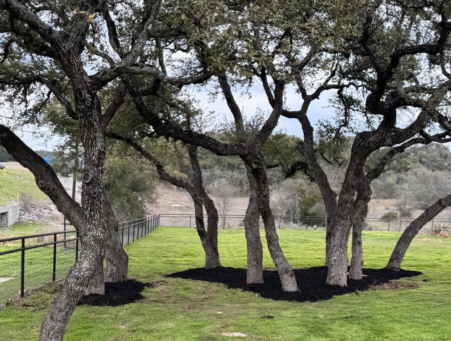 Lifelawn Tree Service — work in the New Braunfels area