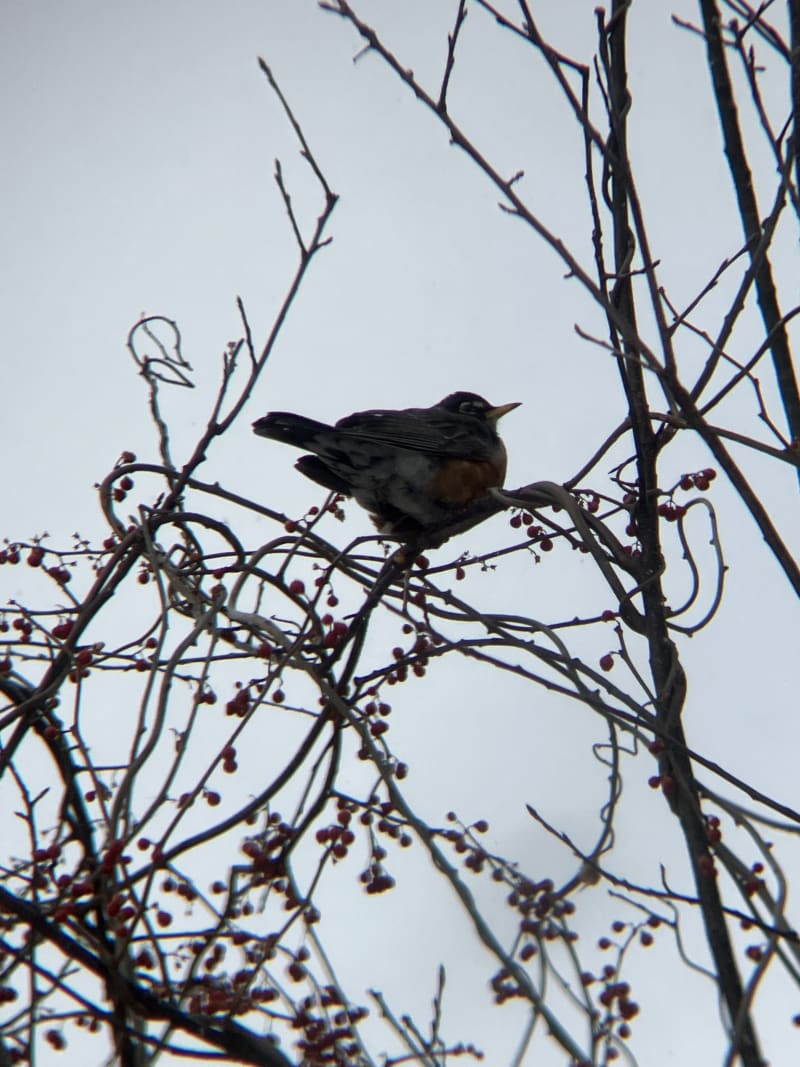 American Robin