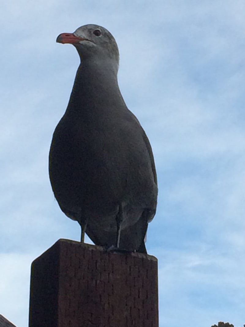 Heermann's Gull