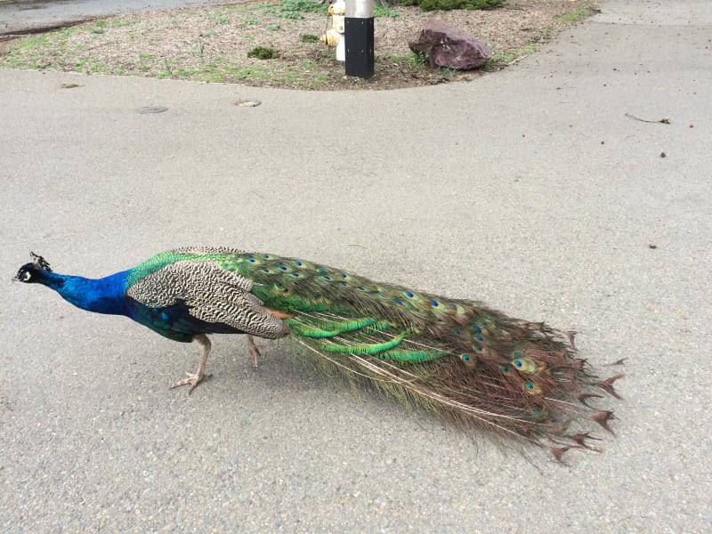 Indian Peafowl