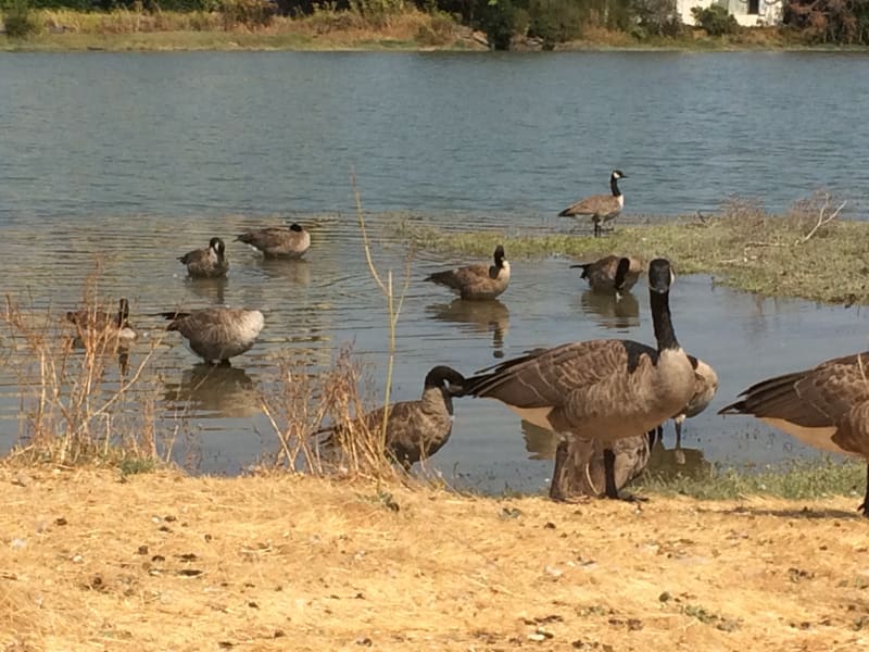 Canada Goose