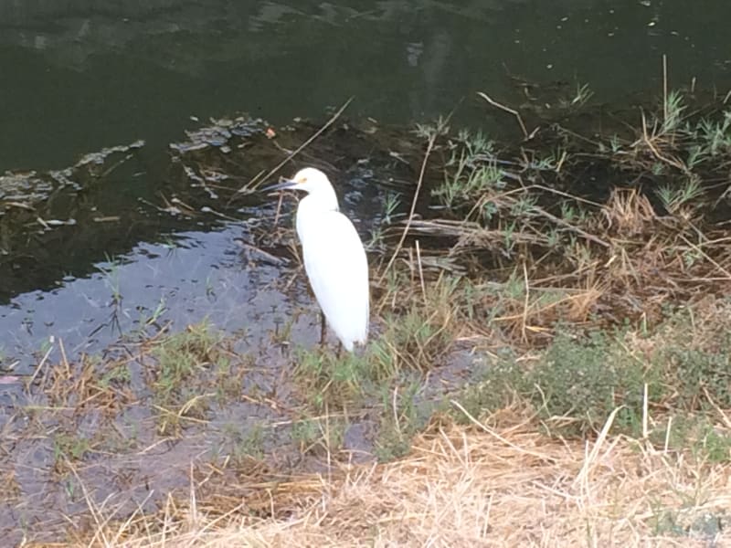 Snowy Egret