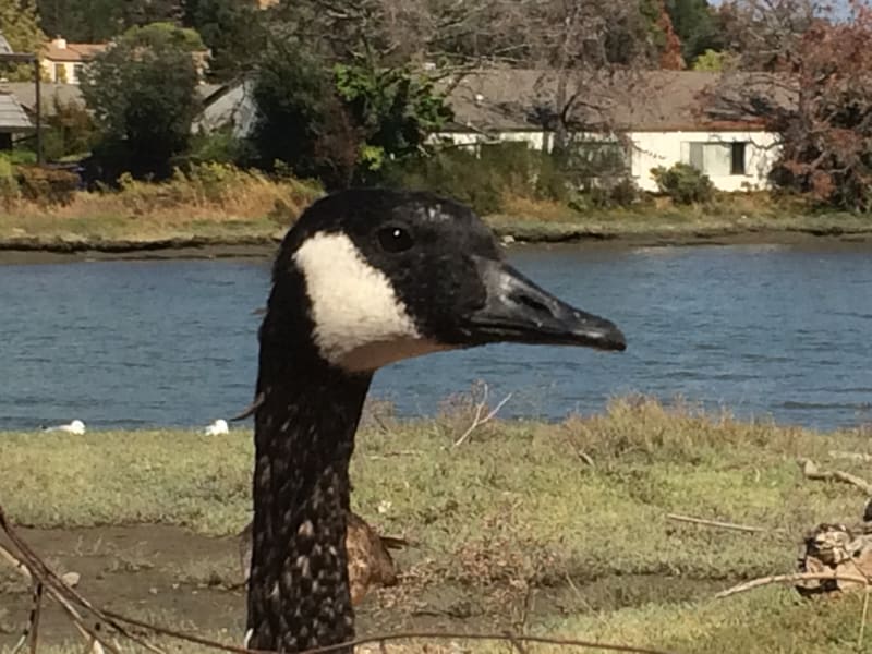 Canada Goose