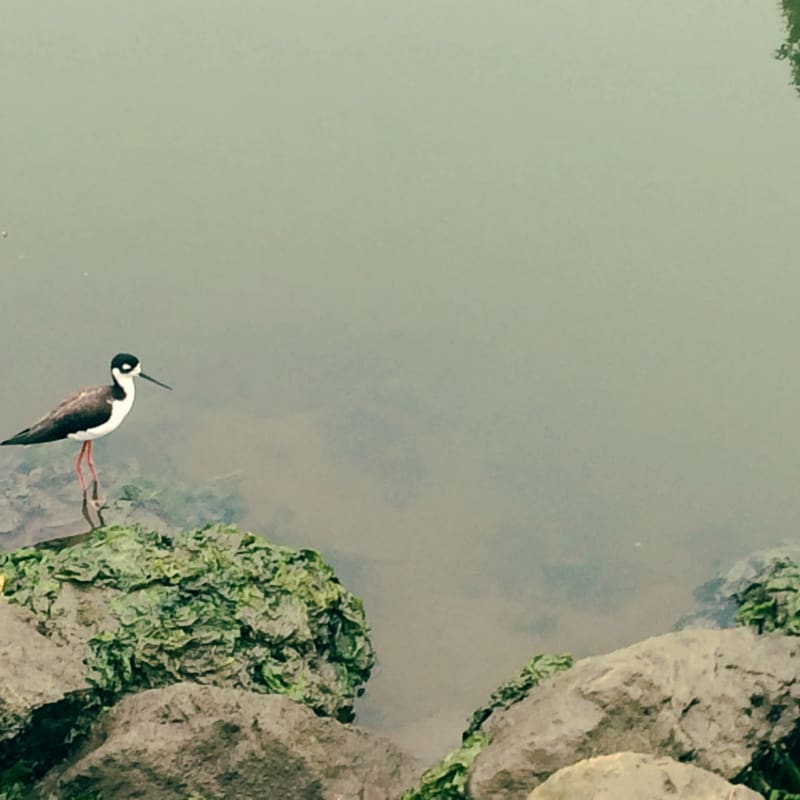 Black-necked Stilt