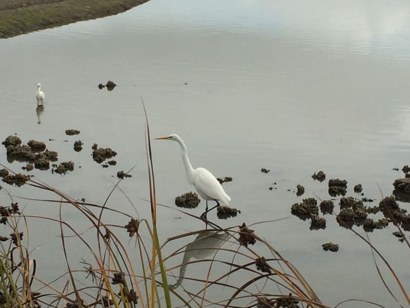 Great Egret