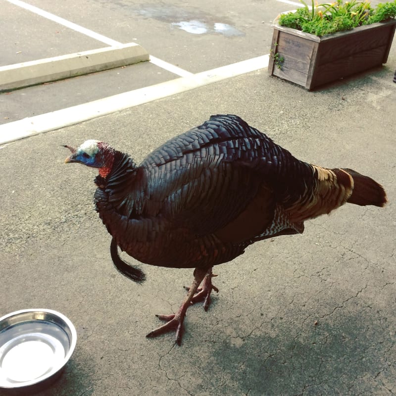 Wild Turkey
