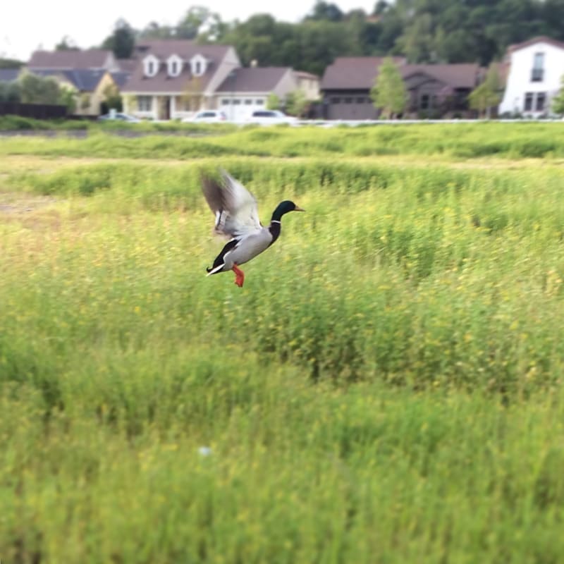 Mallard