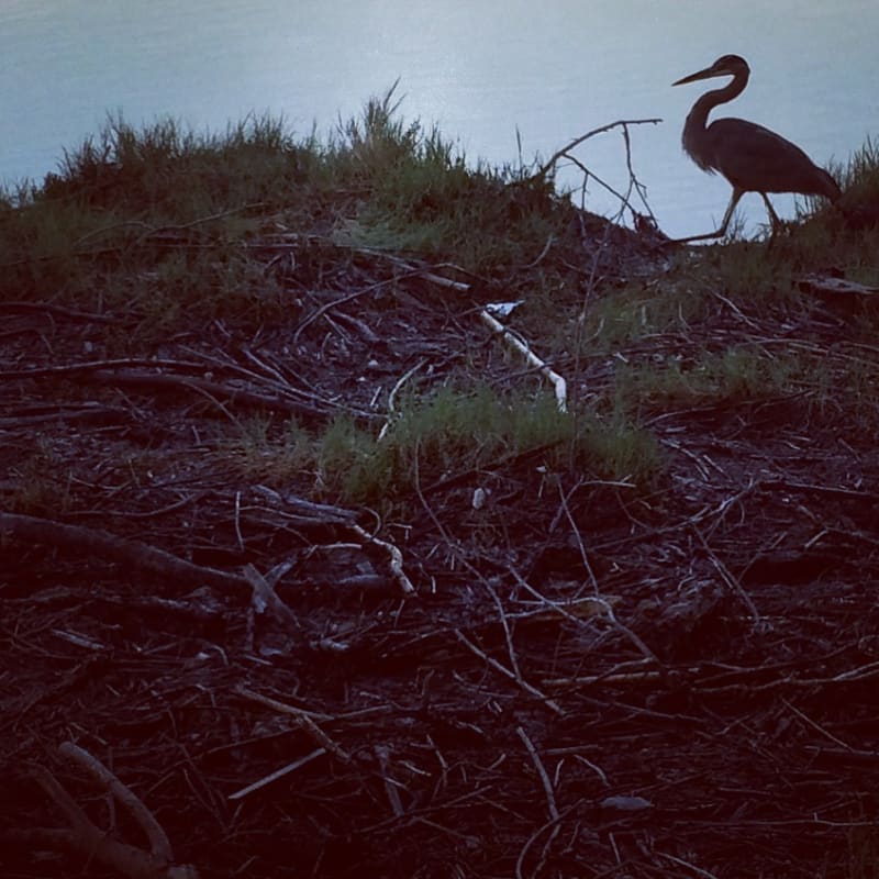 Great Blue Heron