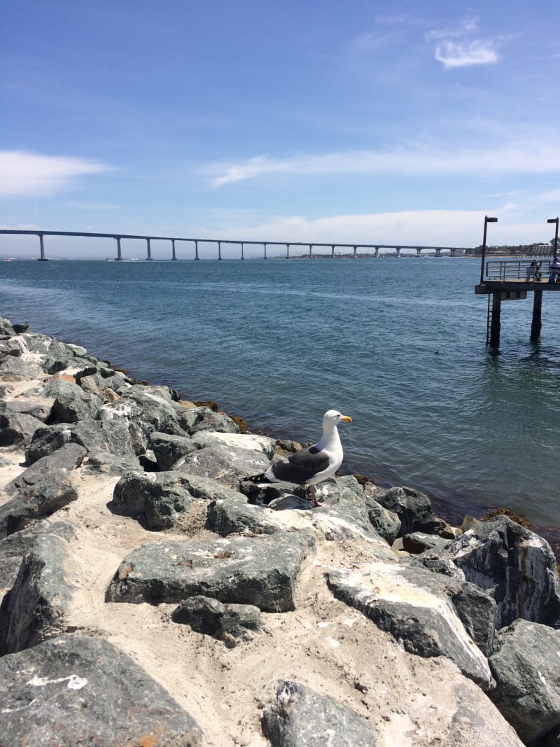 Western Gull