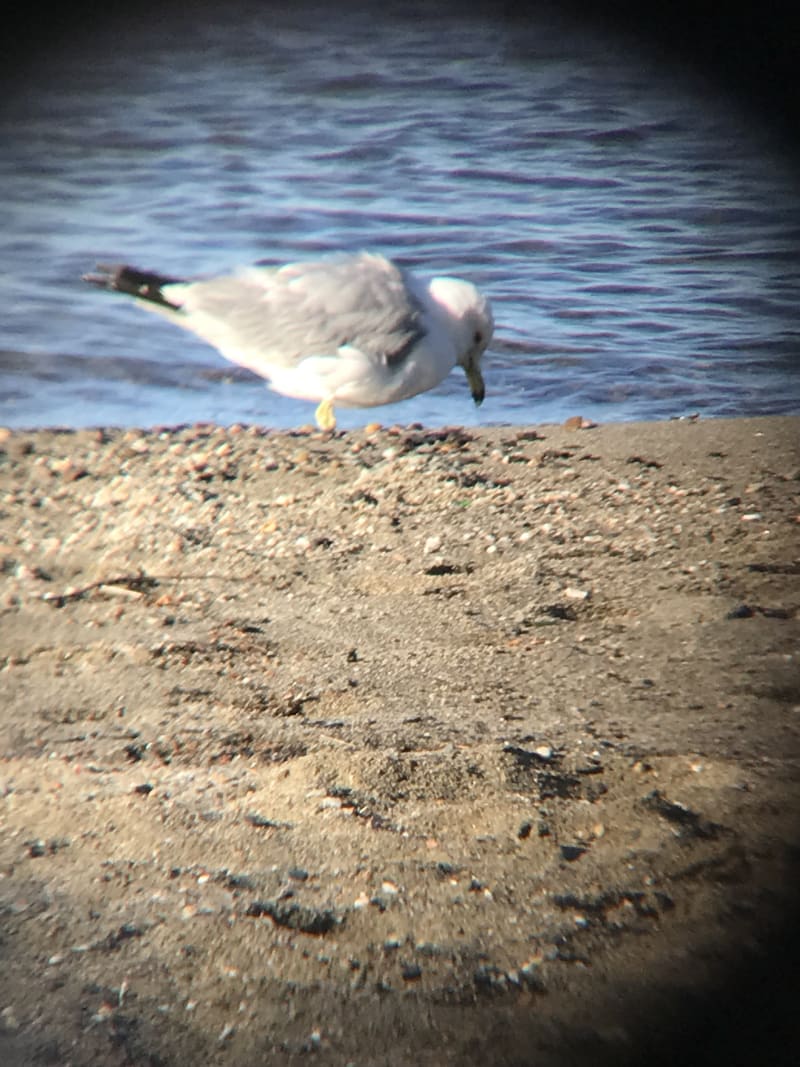 Ring-billed Gull