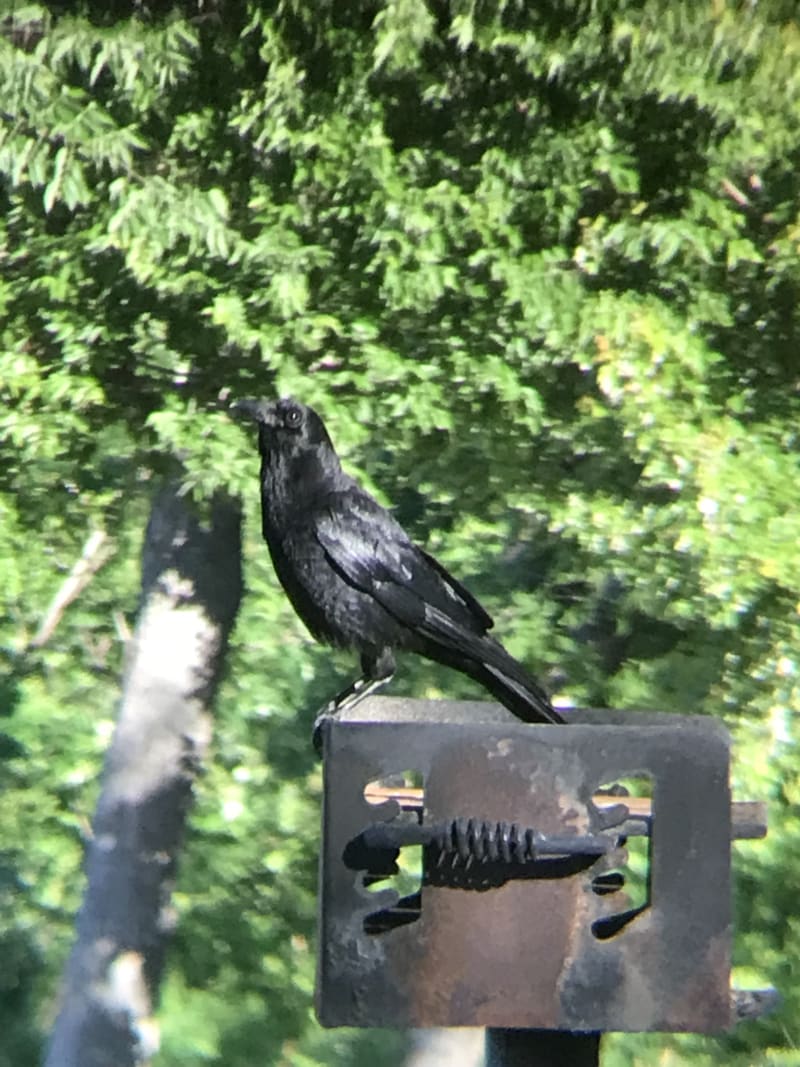 Common Raven