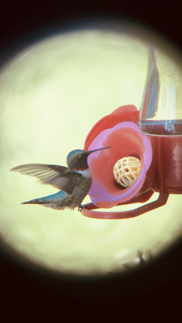 Black-chinned Hummingbird