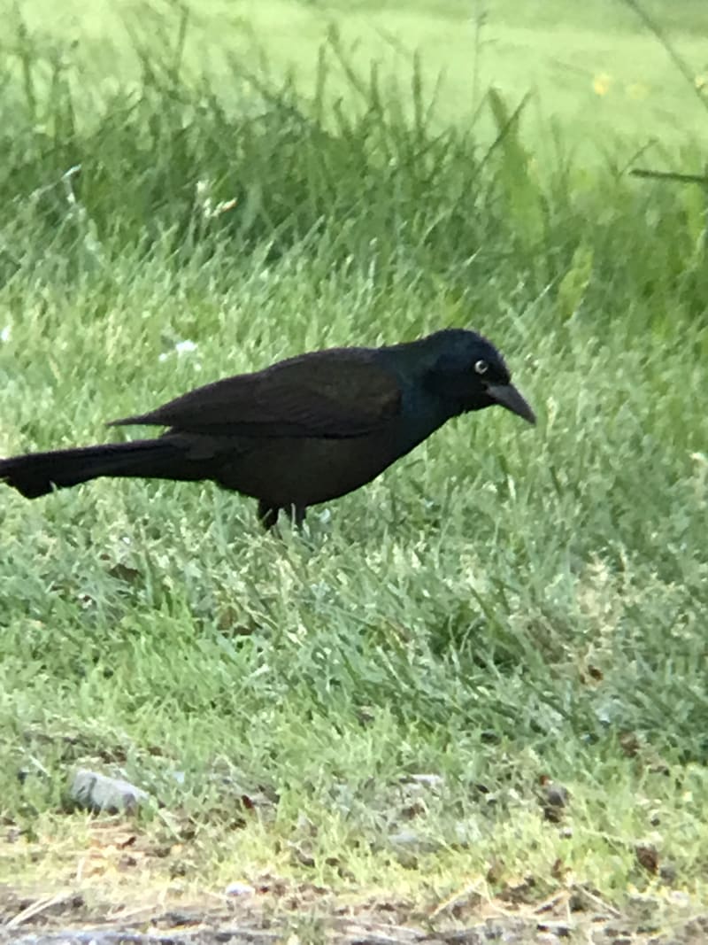 Great-tailed Grackle
