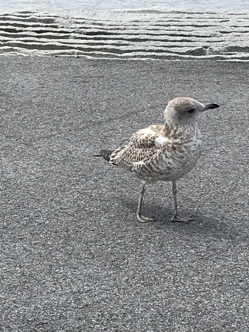 Ring-billed Gull