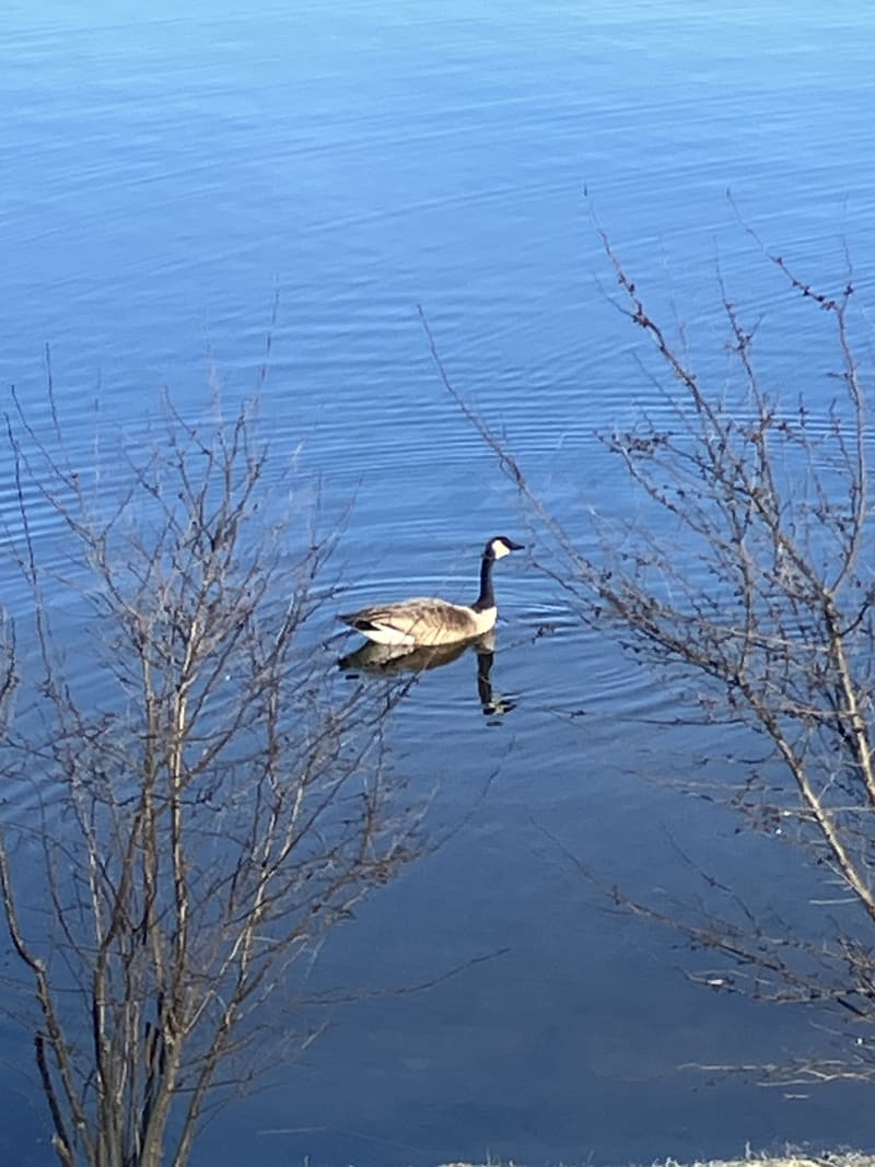 Canada Goose