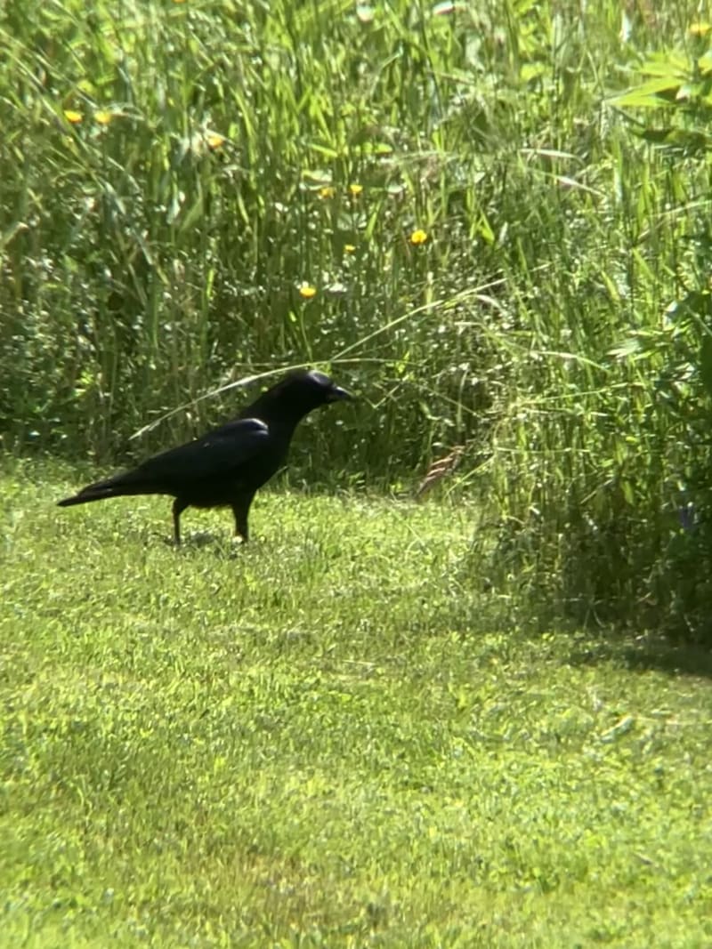 American Crow