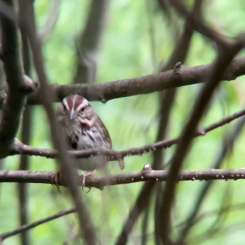 American Song Sparrow